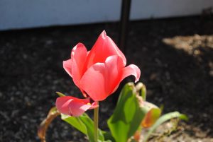 What Does Bittersweet Mean to You?